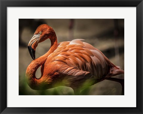 Framed Flamingo Print