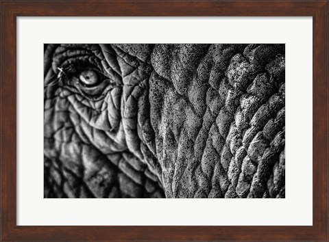 Framed Elephant Close Up - Black &amp; White Print