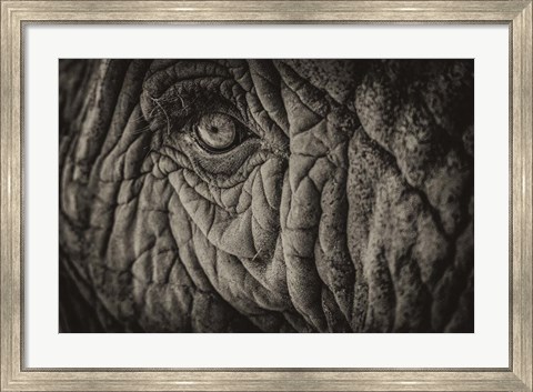 Framed Elephant Close Up II Sepia Print
