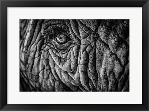 Framed Elephant Close Up II - Black &amp; White Print