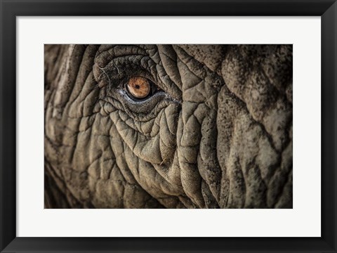 Framed Elephant Close Up II Print