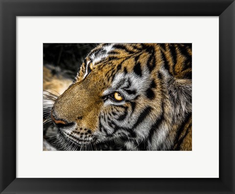 Framed Tiger Eyes Print