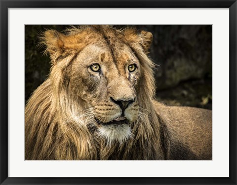 Framed Lion Print