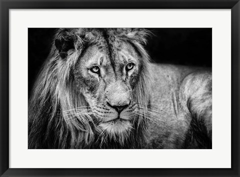 Framed Lion II - Black &amp; White Print