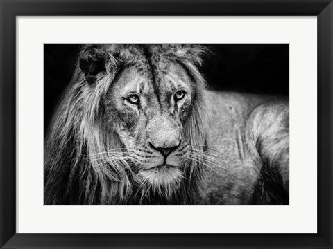 Framed Lion II - Black &amp; White Print