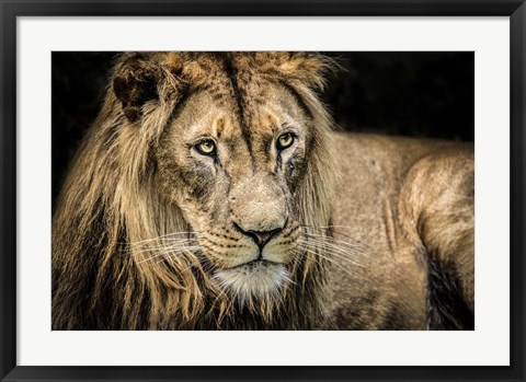 Framed Lion II Print