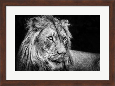 Framed Lion III - Black &amp; White Print