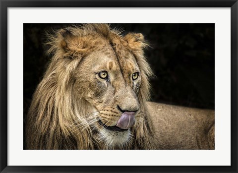 Framed Lion III Print