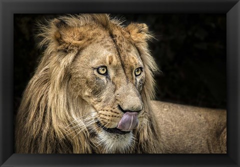 Framed Lion III Print