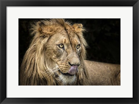 Framed Lion III Print