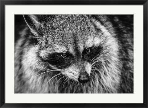 Framed Raccoon - Black &amp; White Print