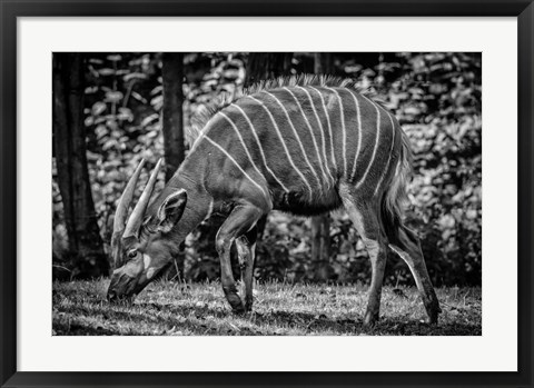 Framed Deer - Black &amp; White Print