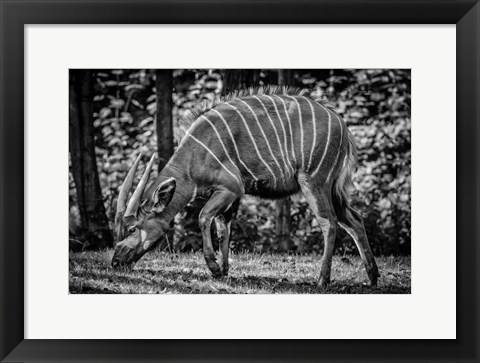 Framed Deer - Black &amp; White Print