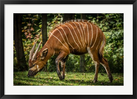 Framed Deer Print