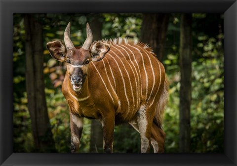 Framed Deer II Print