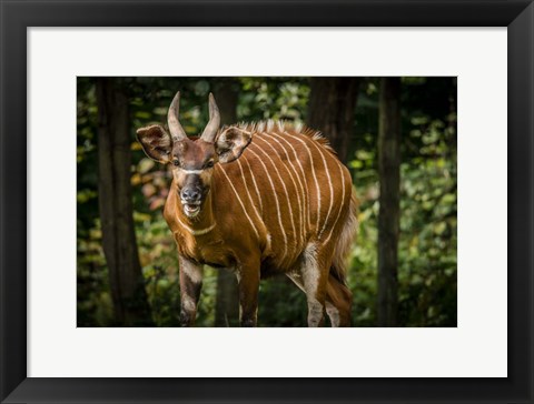 Framed Deer II Print