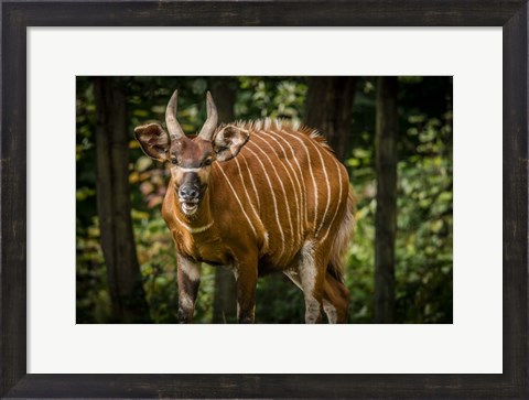 Framed Deer II Print