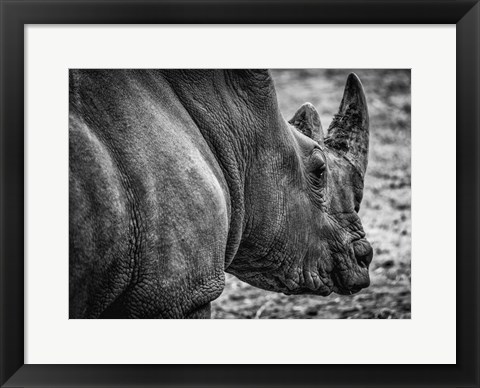 Framed Rhino - Black &amp; White Print