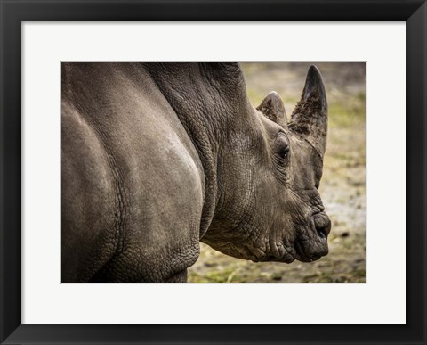 Framed Rhino Print