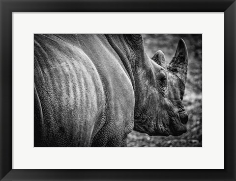 Framed Rhino II - Black &amp; White Print