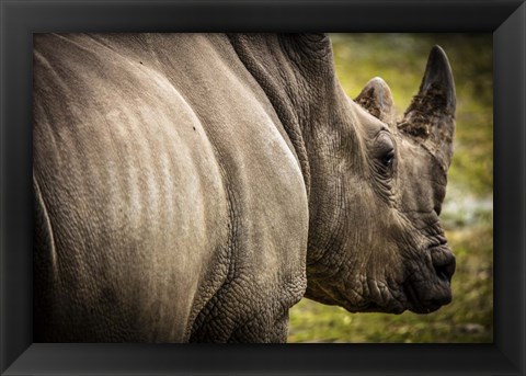 Framed Rhino II Print