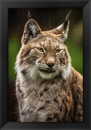 Framed Lynx in the Rain Print