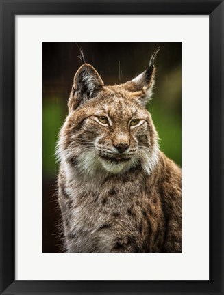 Framed Lynx in the Rain Print