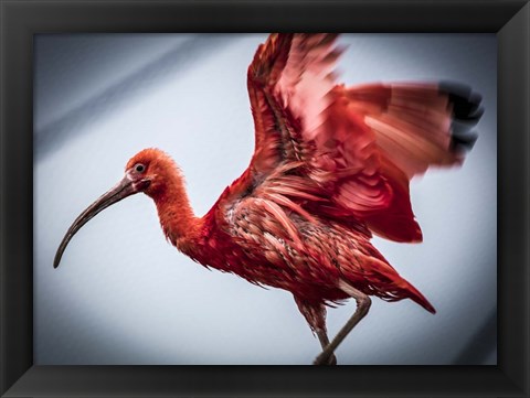 Framed Red Bird II Print