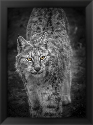 Framed Young Lynx Looking Up - Black &amp; White Print