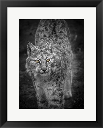 Framed Young Lynx Looking Up - Black &amp; White Print