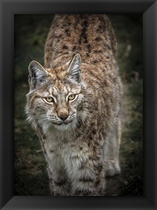 Framed Young Lynx Looking Up Print