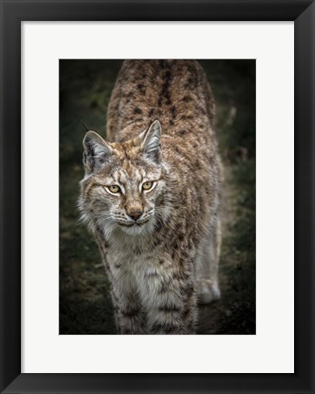 Framed Young Lynx Looking Up Print