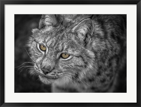 Framed Lynx Eyes Print