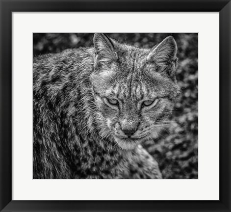 Framed Lynx II - Black &amp; White Print