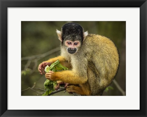 Framed Cute Monkey Print