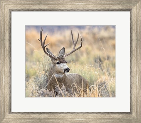 Framed Mule Deer Buck Print