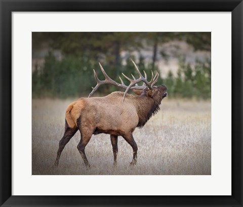 Framed Bull Elk Print