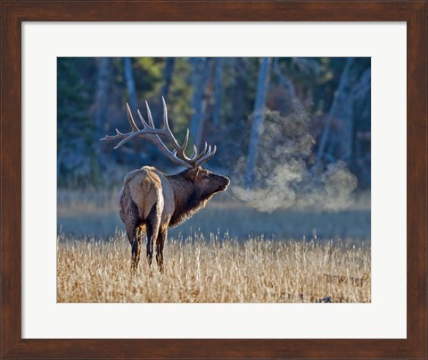 Framed Bull elk Print