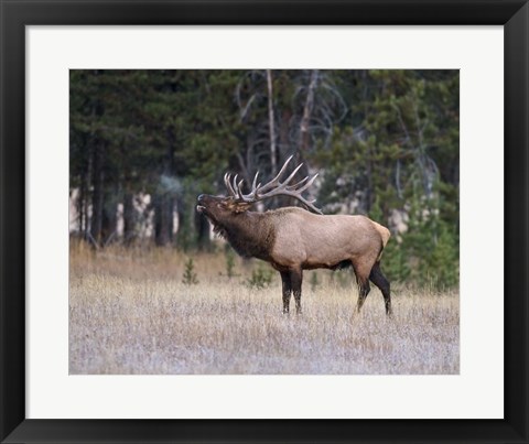 Framed Bull Elk Bugling Print