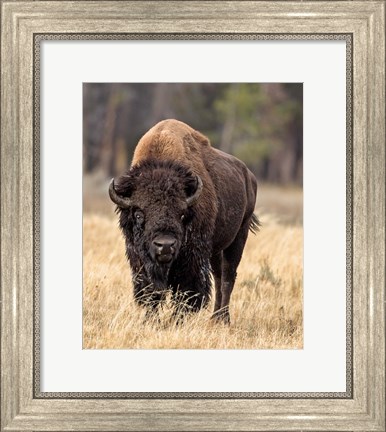 Framed Bull Bison Print