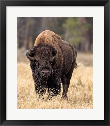 Framed Bull Bison Print