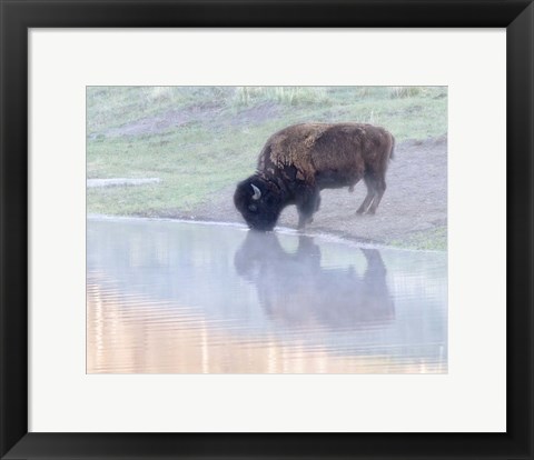 Framed Bison Print