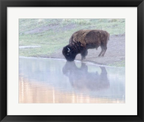 Framed Bison Print