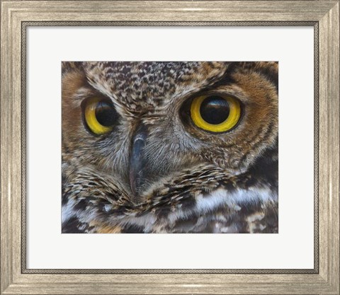 Framed Owl Eyes Print