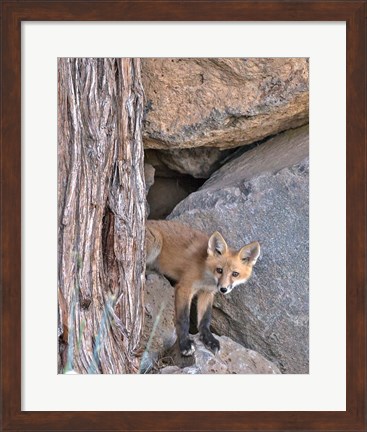 Framed Red Fox Kit Print