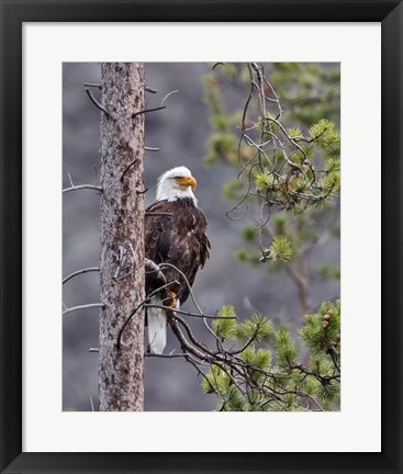 Framed Bald Eagle Print