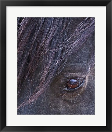 Framed Domino - S Steens Stallion Print