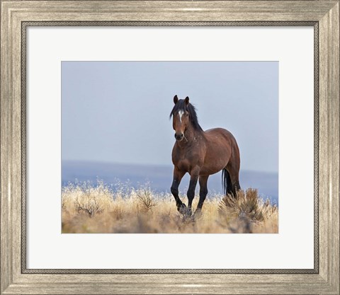 Framed Cherokee - S Steens Wild Stallion Print