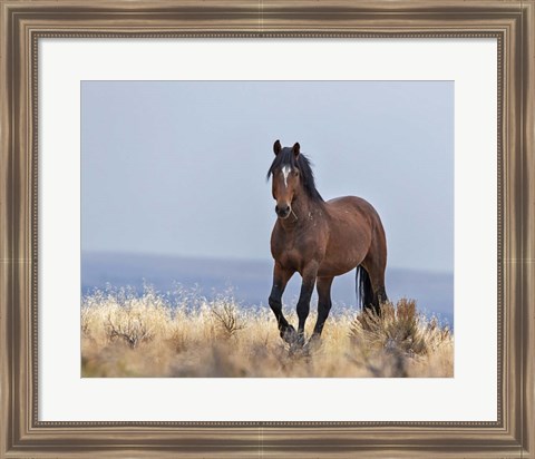 Framed Cherokee - S Steens Wild Stallion Print