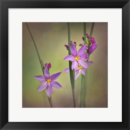 Framed Blue-Eyed Grass Ochoco Print